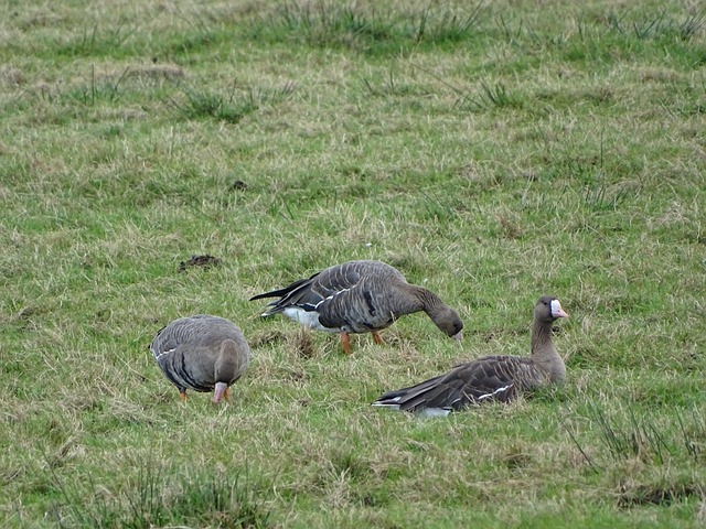 利用他的聲 利用他的聲